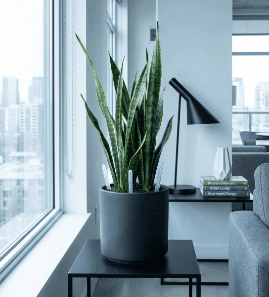 Snake plant in a modern apartment beside a north-facing window, showing how indoor plants thrive in low-light rooms with root-aeration stakes.