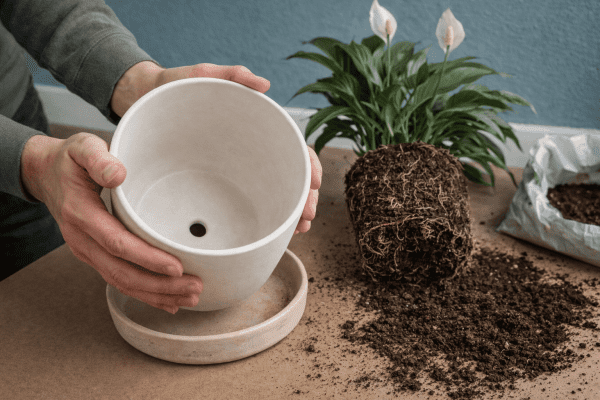 Hands checking the drainage hole of a ceramic pot before repotting a peace lily on a workbench.