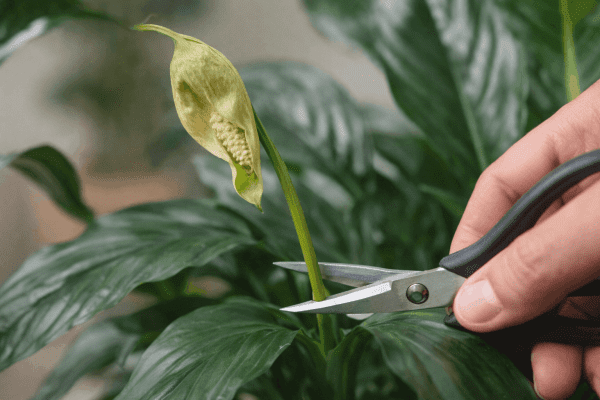 Close-up of hands trimming a green fading peace lily flower stem at the base where it meets the foliage using pruning scissors.